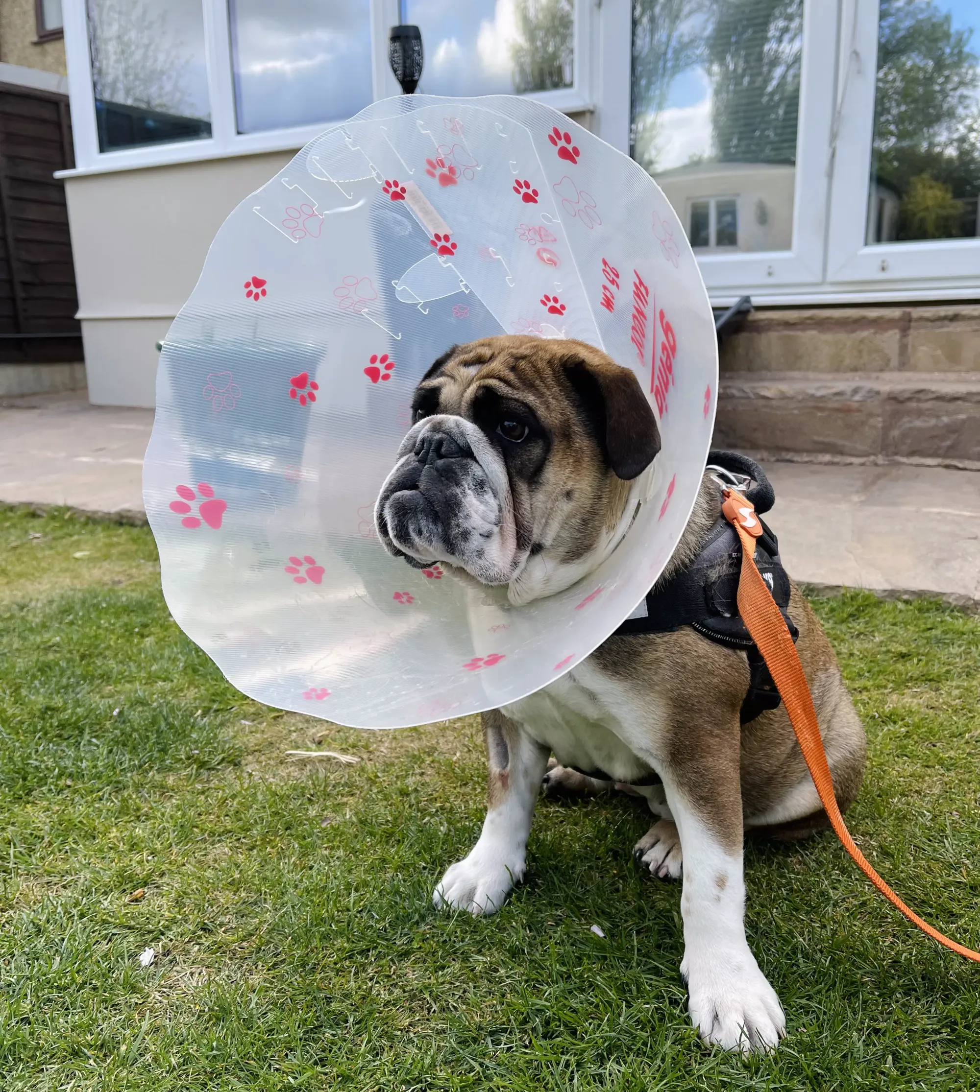 Luna (Bulldog) wearing the cone of shame - difference between spaying and neutering