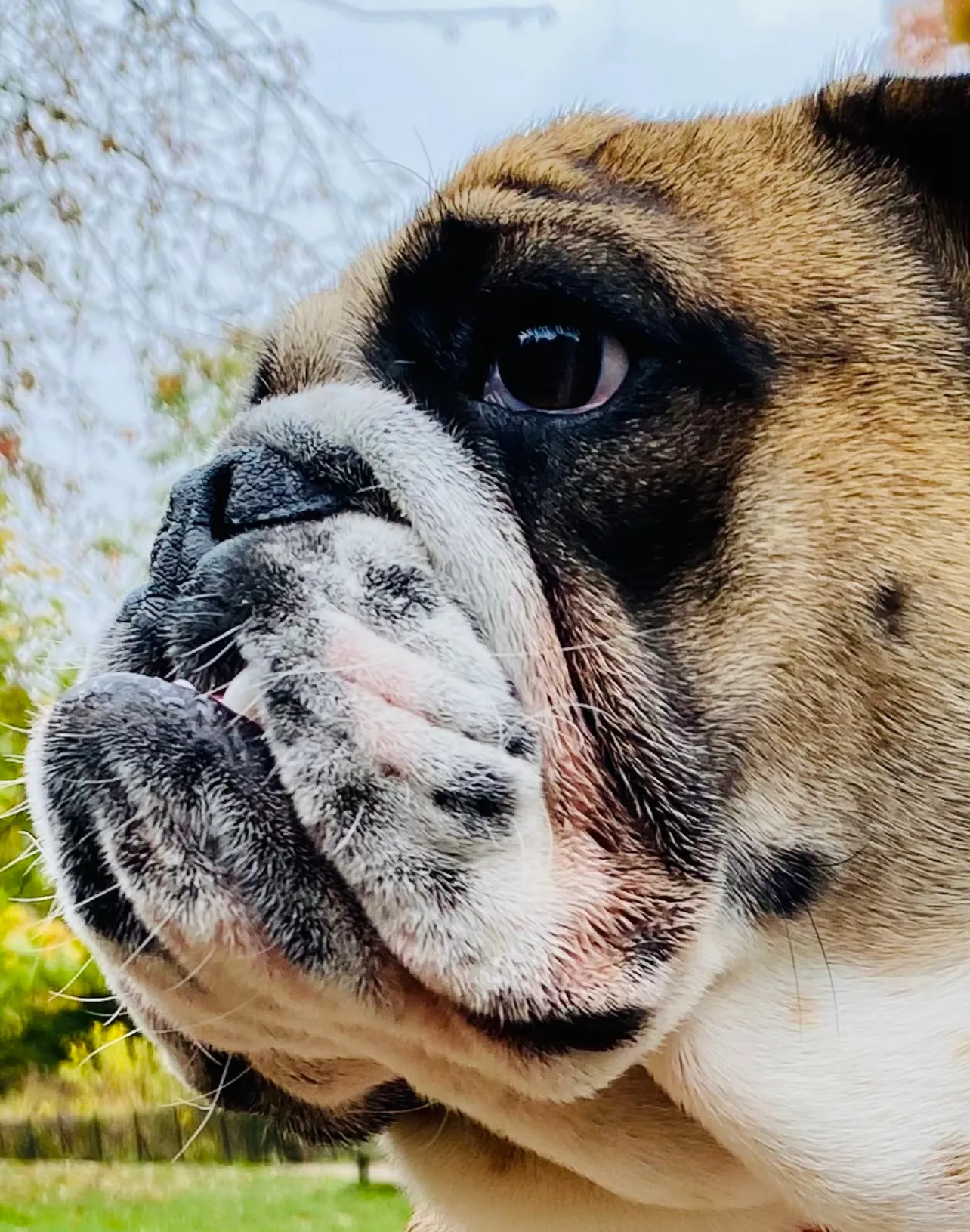 Best Tear Stain Remover for English Bulldogs