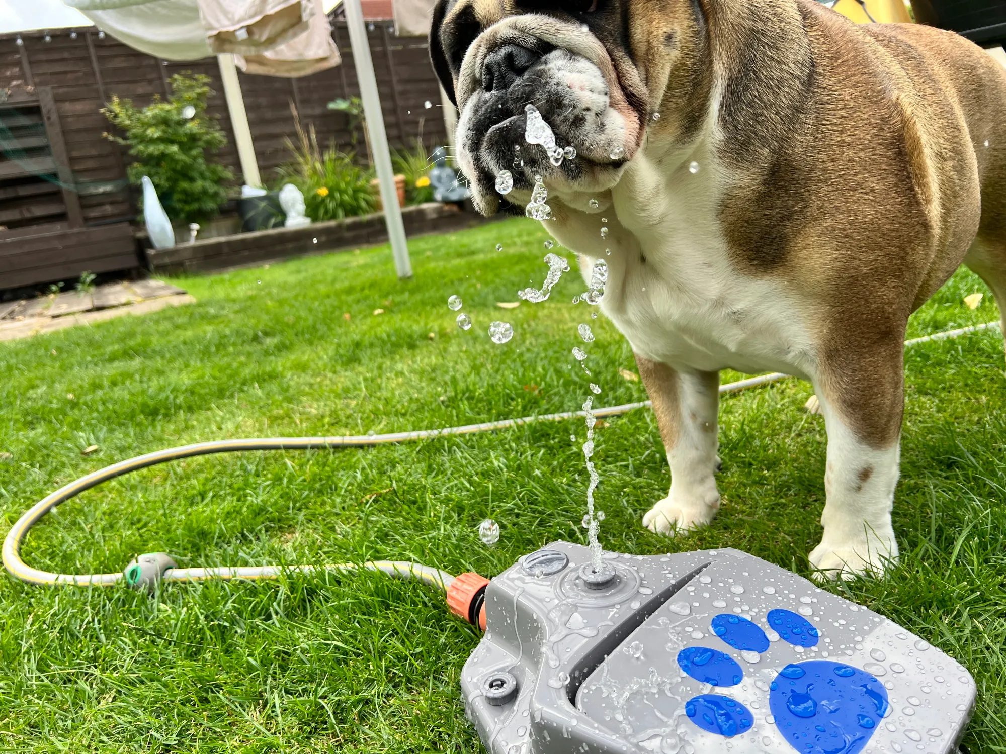 Luna (English Bulldog) drinking from step-on water fountain - Sunday scoop