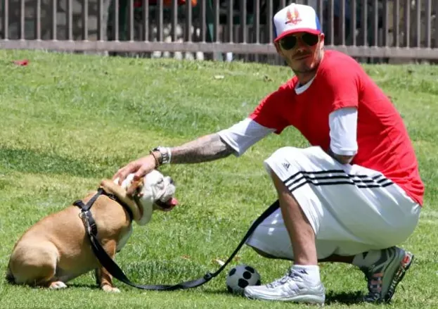 David Beckham and his English Bulldog
