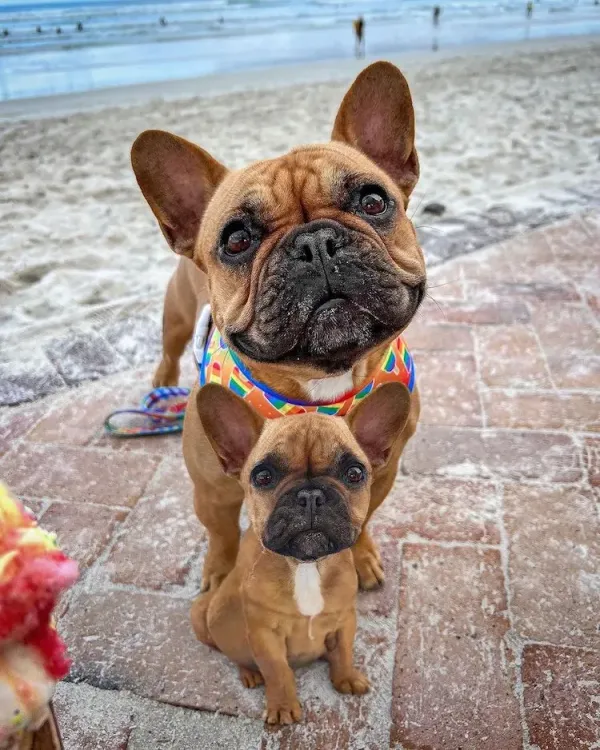 Seeing double dogs - Bulldog called Luna