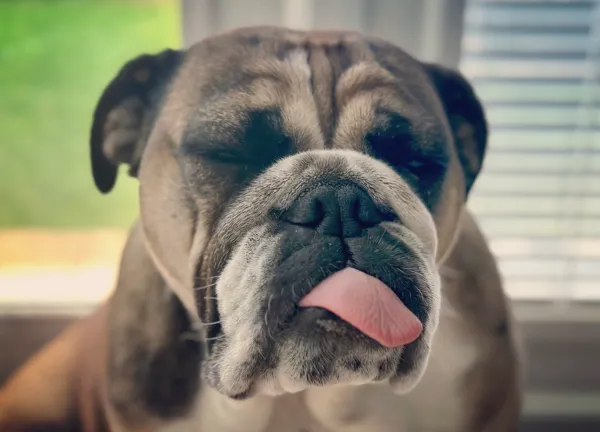 A bulldog with its tongue out / Bulldog called Luna