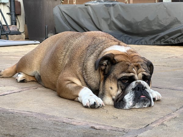 How Much Do English Bulldogs Weigh?